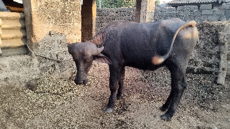 थंबनेल 4