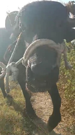 પાડો વેચવા નો છે