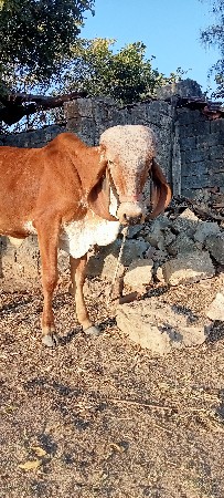 थंबनेल 2