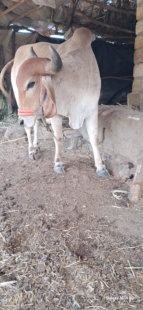 थंबनेल 3