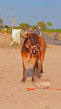 थंबनेल 2