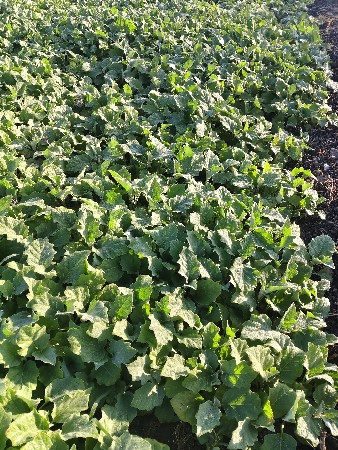 थंबनेल 3