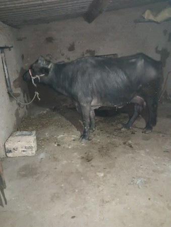 વેચવાની છે