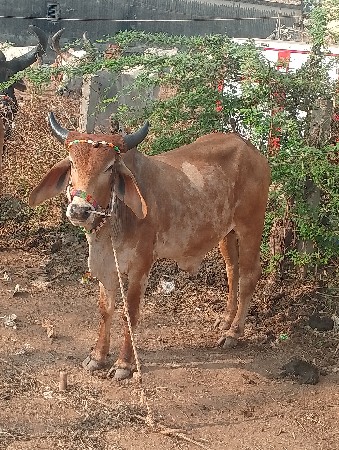 થંબનેલ 2