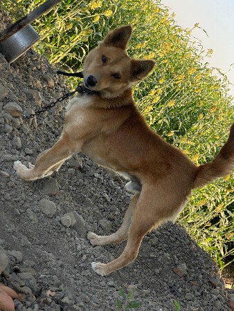 વેચવાનો