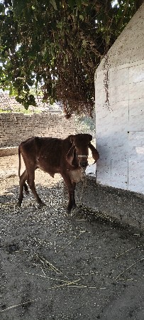 વાછડી વેચવાની છે