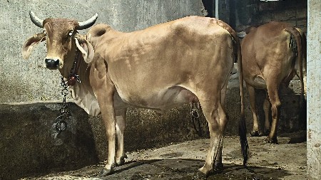 थंबनेल 3