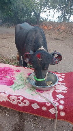 थंबनेल 2