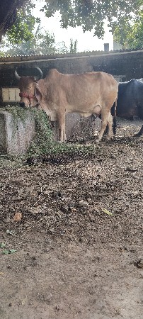 ગાય વેચવાની છે