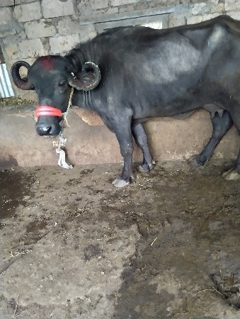 સિસોદિયા સાપરાજ ભાઈ નાનુભાઈ