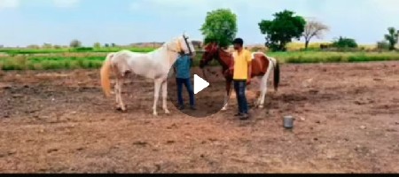 ઘોડી વેચવાની છે લાલ બાવરી