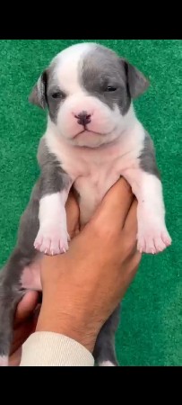 Vadodara pet 🐶 service