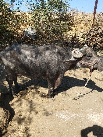 આ ભેંસ વેચવાની સે દસ દીવસની