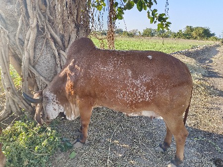 થંબનેલ 3