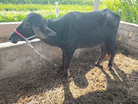 थंबनेल 3