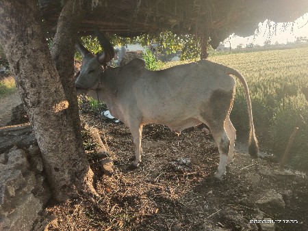 થંબનેલ 3