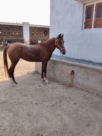 थंबनेल 2