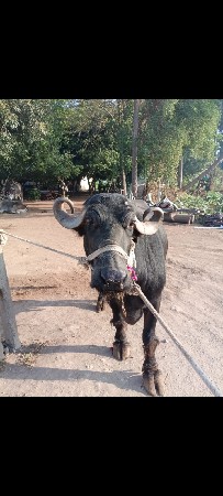 આ ભેંસ વેચવાની છે