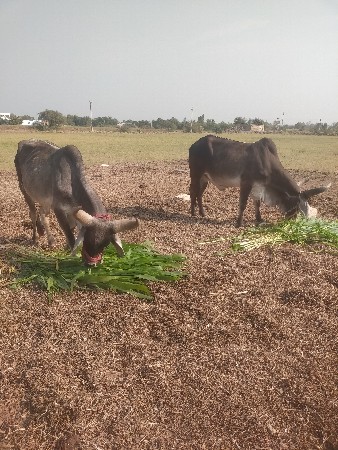 ગોધલા વેચવાના છે