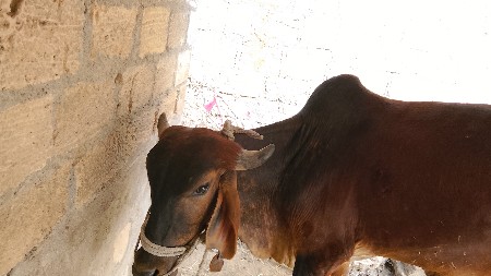 थंबनेल 2