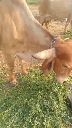 ગાય વેચવાની છે