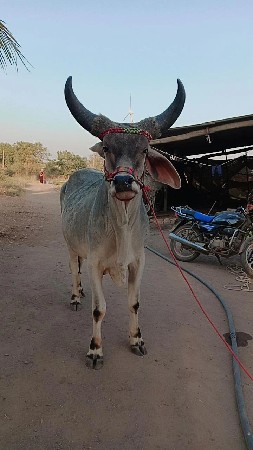 थंबनेल 3