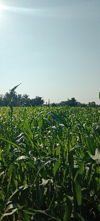 લીલી જુવાર (નીરણ) વેચવાની છે