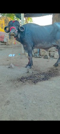 थंबनेल 3