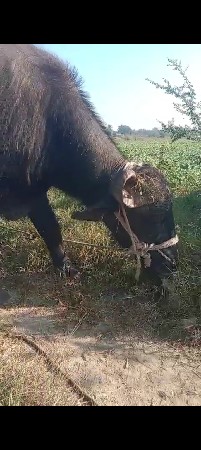 પાડો વેચવા નો છે