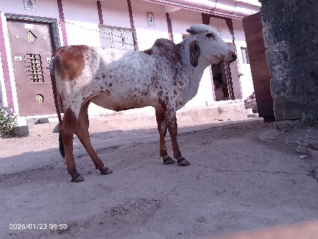 15000 રૂપિયા કિંમત