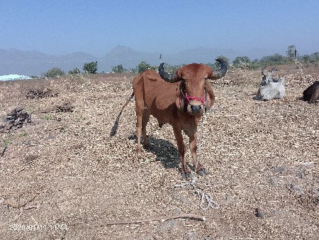 थंबनेल 3