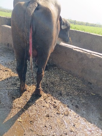 थंबनेल 3