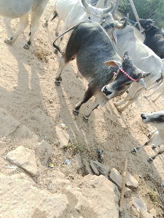 थंबनेल 2