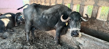 ભેંસ વેચવાની છે