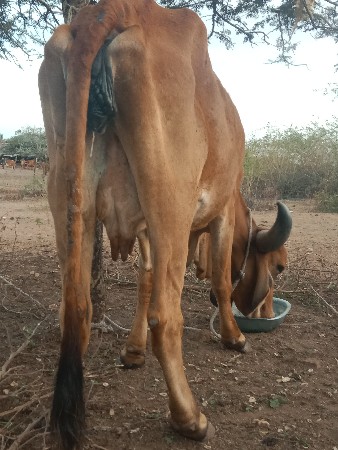 ગાયવેછવાનિછે