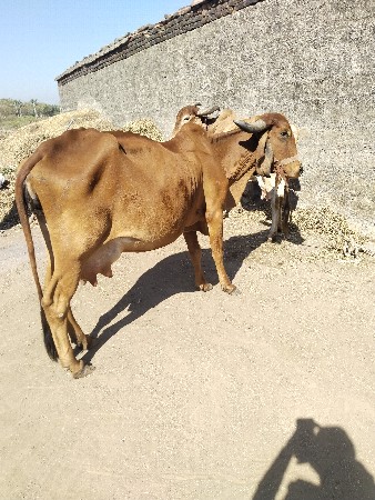 थंबनेल 3