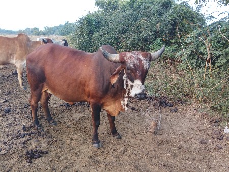 थंबनेल 2