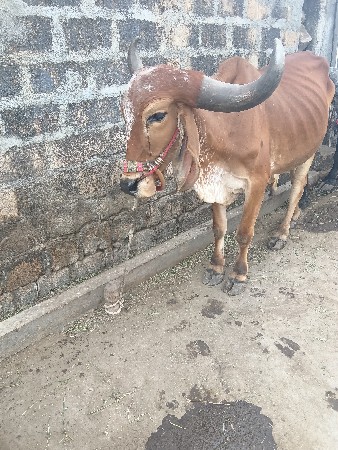 थंबनेल 3