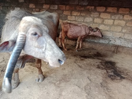 ભેંસ વેસવાની છે