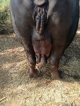 ભેંસ વેચવાની છે