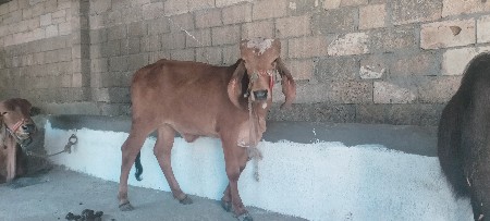 ગીર વાછળી ૯૦%