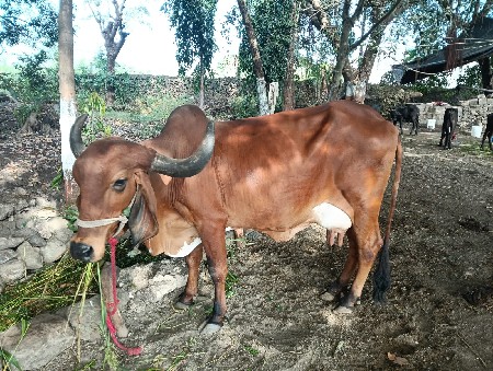 ગાય વેસવાની છે