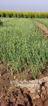 ડુંગળી નો રોપ