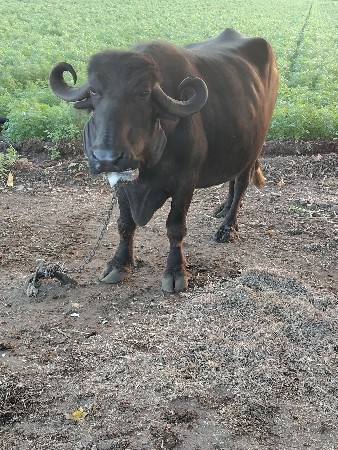 થંબનેલ 3