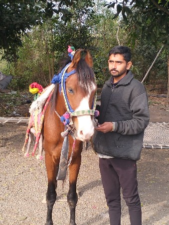 ઘોડો વેંચવાનો છે