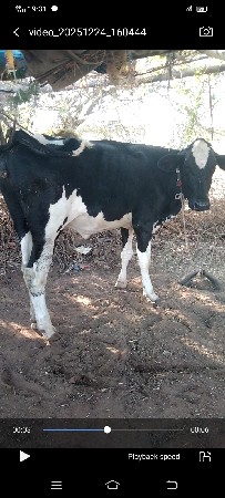 એચએફ જર્સી