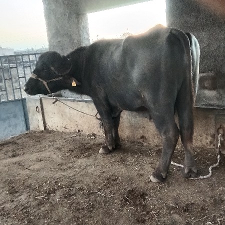 6 દાતે પાડો છે