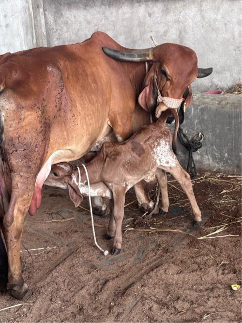 થંબનેલ 2