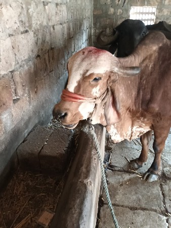 ગાય વેચવાની છે