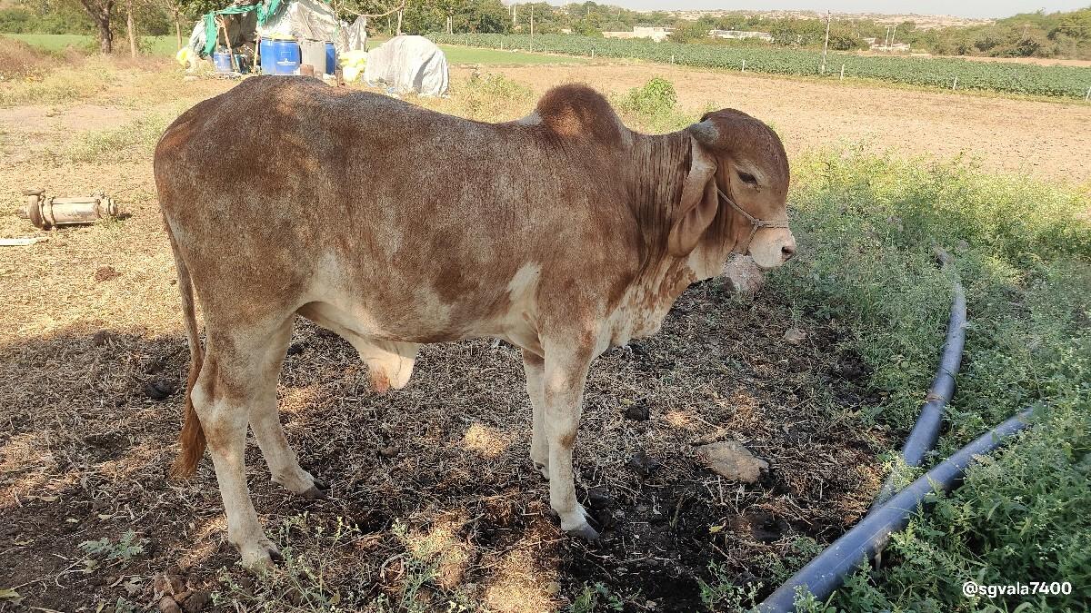 थंबनेल 2